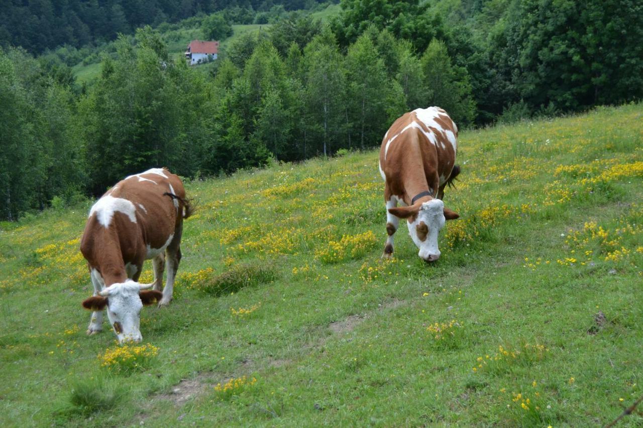 Turizam Koturovic Panzió Ivanjica Kültér fotó