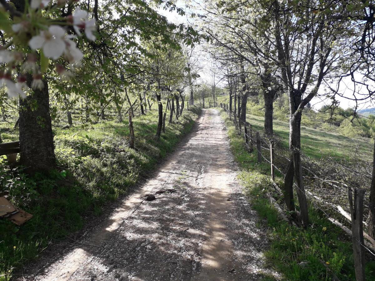 Turizam Koturovic Panzió Ivanjica Kültér fotó